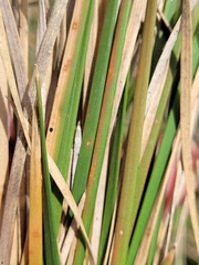 Eleocharis plana