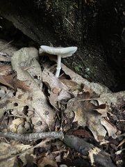 Lepiota atrodisca