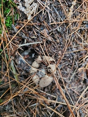 Geastrum triplex