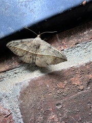 Anticarsia gemmatalis