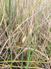 Eleocharis plana