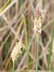 Eleocharis plana