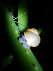 Zachrysia provisoria