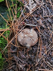 Geastrum triplex