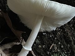 Lepiota atrodisca