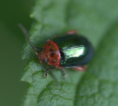 Kuschelina gibbitarsa