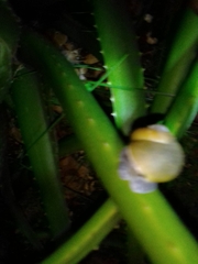 Zachrysia provisoria