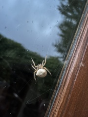 Araneus gemmoides