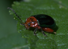 Kuschelina gibbitarsa