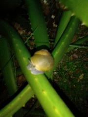 Zachrysia provisoria