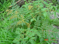 Aralia decaisneana
