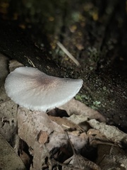 Lepiota atrodisca