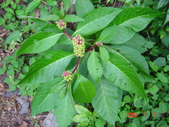 Phytolacca japonica