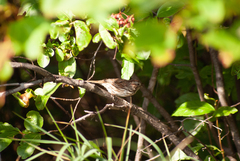 Melospiza melodia image