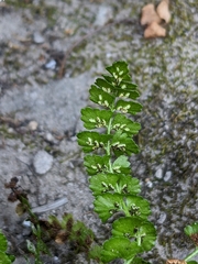 Asplenium viride