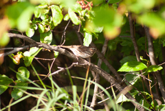 Melospiza melodia image