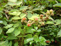 Rubus parviaraliifolius
