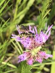 Dianthidium