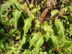 Phytolacca japonica
