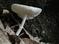 Lepiota atrodisca