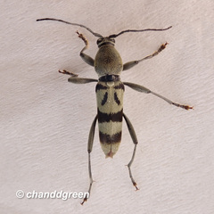 Cerambycidae