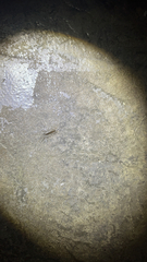 Scutigera coleoptrata