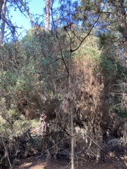 Acacia longifolia