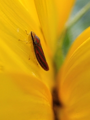 Graphocephala coccinea