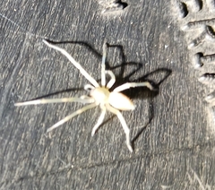 Cheiracanthium mildei