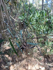 Acacia longifolia