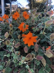 Thunbergia gregorii