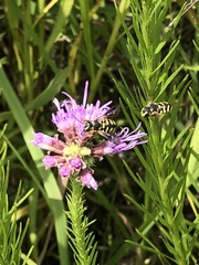 Dianthidium