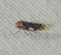 Xestocephalus tessellatus