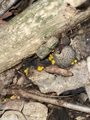 Amphilogia gyrosa