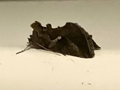 Autographa precationis