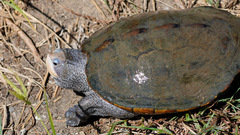 Malaclemys terrapin