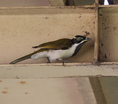 Entomyzon cyanotis
