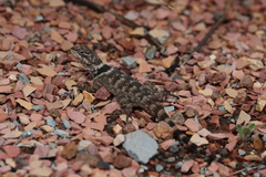 Sceloporus poinsettii