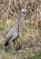 Egretta novaehollandiae