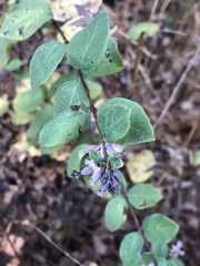 Symphoricarpos mollis