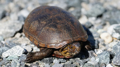 Kinosternon subrubrum