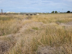 Eleocharis plana