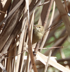 Acrocephalus australis