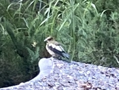 Coccothraustes vespertinus