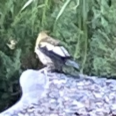 Coccothraustes vespertinus