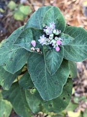 Symphoricarpos mollis