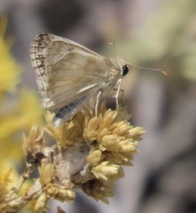 Heliopetes ericetorum