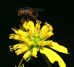 Copestylum vesicularium