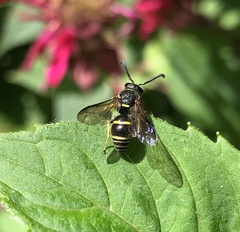 Euodynerus foraminatus