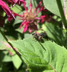 Euodynerus foraminatus